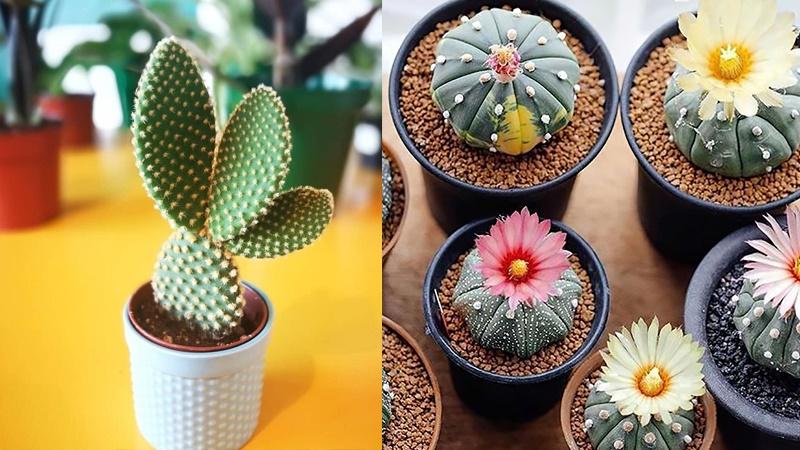 Sớm tìm được chân ái cuộc đời, đuổi ĐÀO HOA DỮ nhờ trồng 1 cây-2