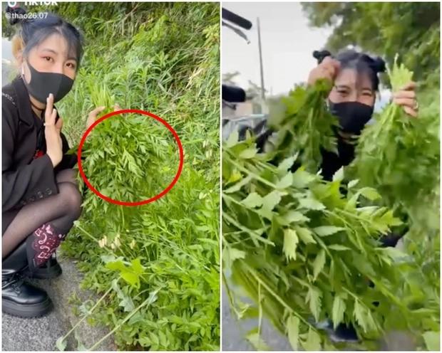 Sinh viên Việt ở Nhật ăn cỏ dại, dân bản địa tròn mắt ngạc nhiên-2