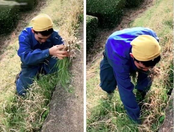 Sinh viên Việt ở Nhật ăn cỏ dại, dân bản địa tròn mắt ngạc nhiên-4