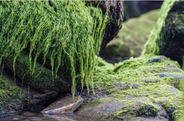 Cảnh đẹp hiếm có ở bãi đá rạn Nam Ô hút hồn giới trẻ Đà Nẵng-7