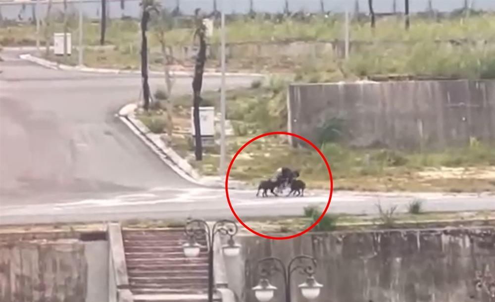 Đang chạy bộ, nam sinh bị 2 con chó dữ cắn rách cơ thể-1