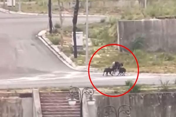 Clip: Khoảnh khắc nam sinh Lào Cai bị 2 con chó hung dữ cắn xé-4