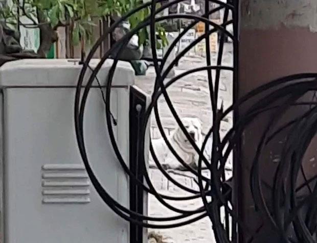 Du khách nước ngoài bị chó cắn nhập viện-2