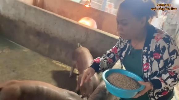 Loạt hình ảnh Siu Black vất vả nuôi heo, làm nước mắm-3