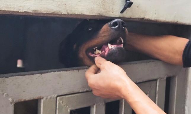 Clip: Khoảnh khắc nam sinh Lào Cai bị 2 con chó hung dữ cắn xé-2