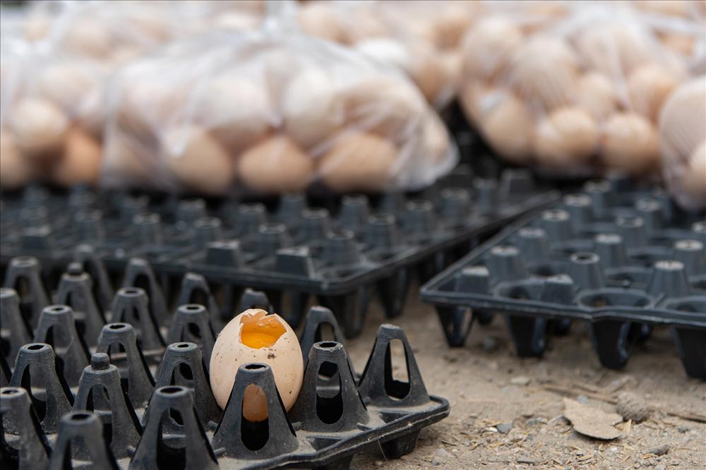 Sự thật chiêu giải cứu trứng gà giá siêu rẻ bán tràn vỉa hè Hà Nội-10