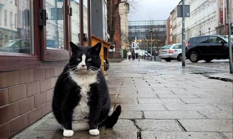 Mèo béo đăm chiêu trở thành tâm điểm hút khách ở Ba Lan