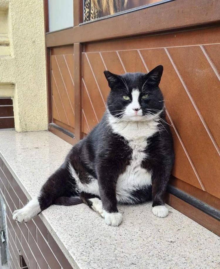 Mèo béo đăm chiêu trở thành tâm điểm hút khách ở Ba Lan-2