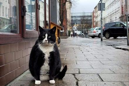 Mèo béo đăm chiêu trở thành tâm điểm hút khách ở Ba Lan