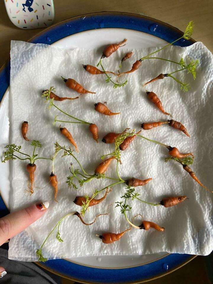 Hết lòng chăm bẵm cây chờ thu hoạch, kết quả chẳng bõ nhét kẽ răng-7