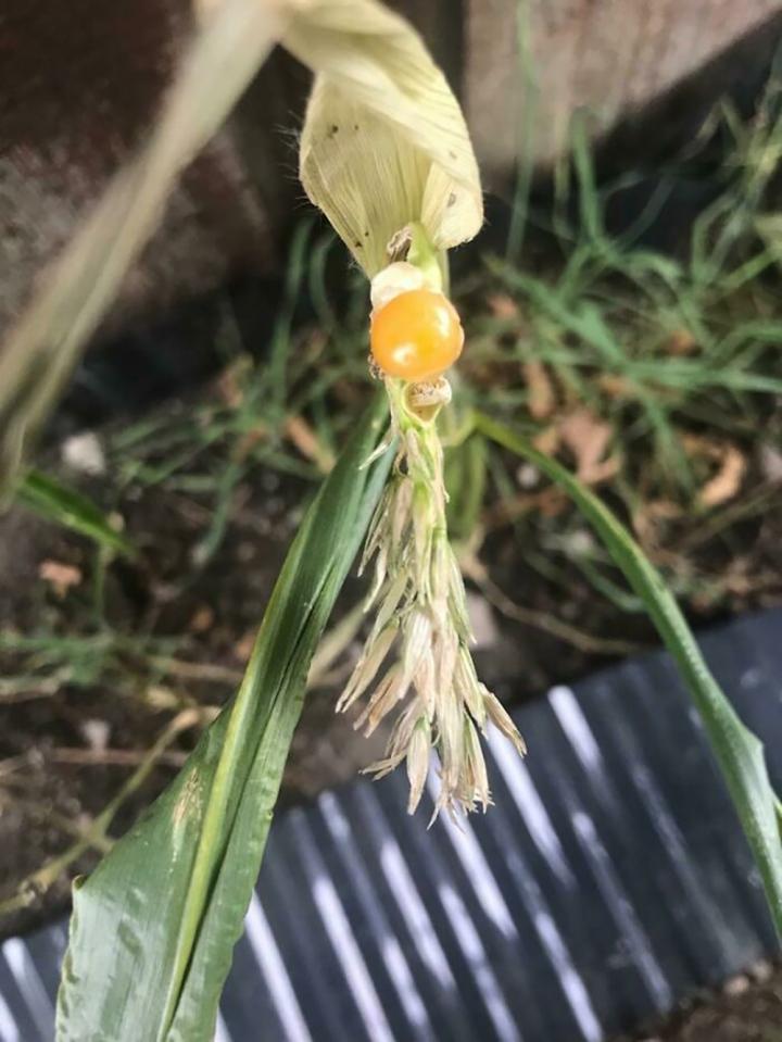 Hết lòng chăm bẵm cây chờ thu hoạch, kết quả chẳng bõ nhét kẽ răng-8