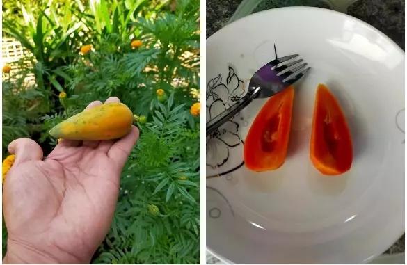 Hết lòng chăm bẵm cây chờ thu hoạch, kết quả chẳng bõ nhét kẽ răng-11