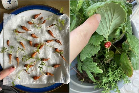 Hết lòng chăm bẵm cây chờ thu hoạch, kết quả chẳng bõ nhét kẽ răng