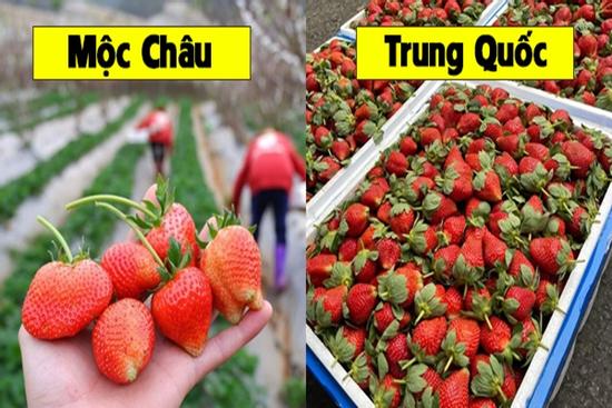 5 mẹo phân biệt dâu tây Mộc Châu với dâu tây Trung Quốc