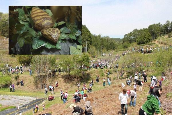 Trâu rừng dũng mãnh húc bay sư tử, thoát chết ngoạn mục-1