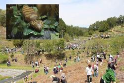 Lễ hội Nhật Bản treo thưởng 10.000 USD bắt sinh vật giống rắn