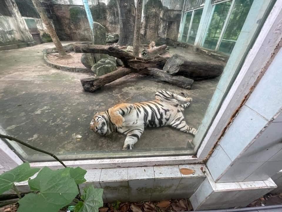 Khách đi chơi sở thú mà tròn mắt vì con nào cũng ngủ vắt lưỡi-1