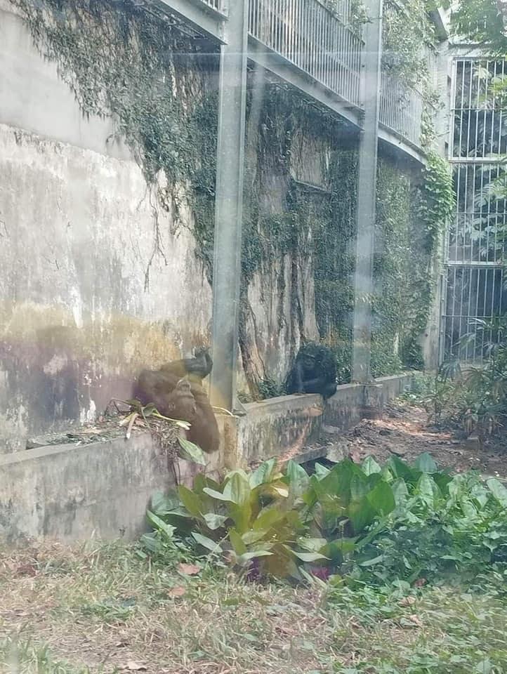 Khách đi chơi sở thú mà tròn mắt vì con nào cũng ngủ vắt lưỡi-2