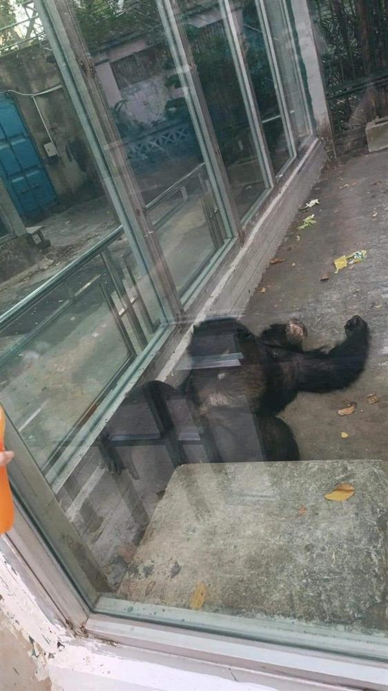 Khách đi chơi sở thú mà tròn mắt vì con nào cũng ngủ vắt lưỡi-3