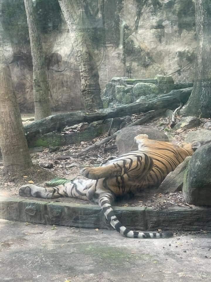 Khách đi chơi sở thú mà tròn mắt vì con nào cũng ngủ vắt lưỡi-4