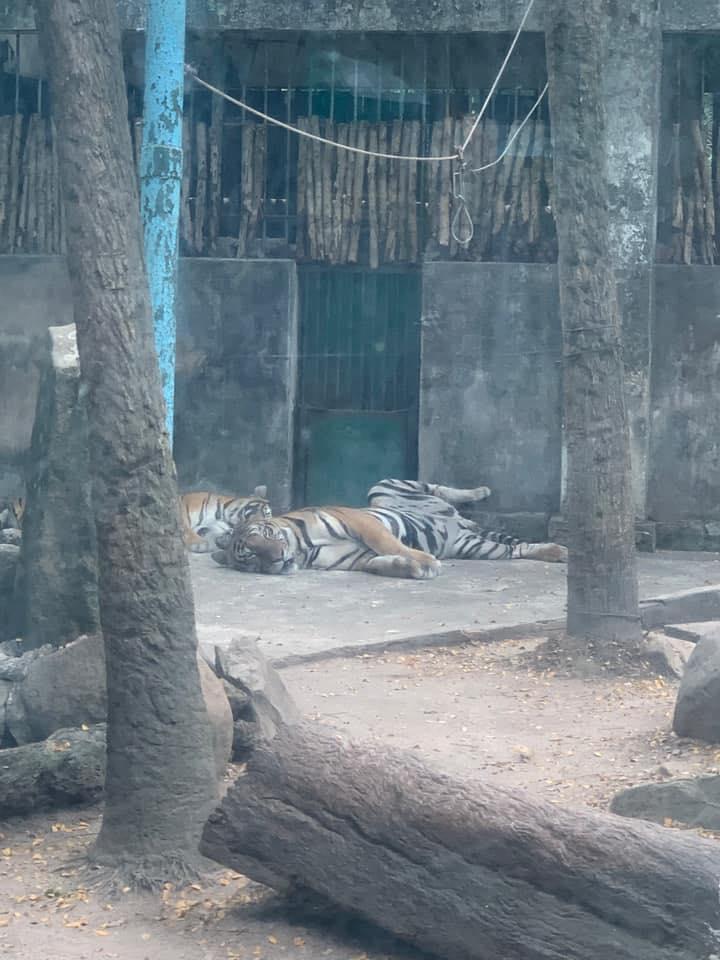 Khách đi chơi sở thú mà tròn mắt vì con nào cũng ngủ vắt lưỡi-6