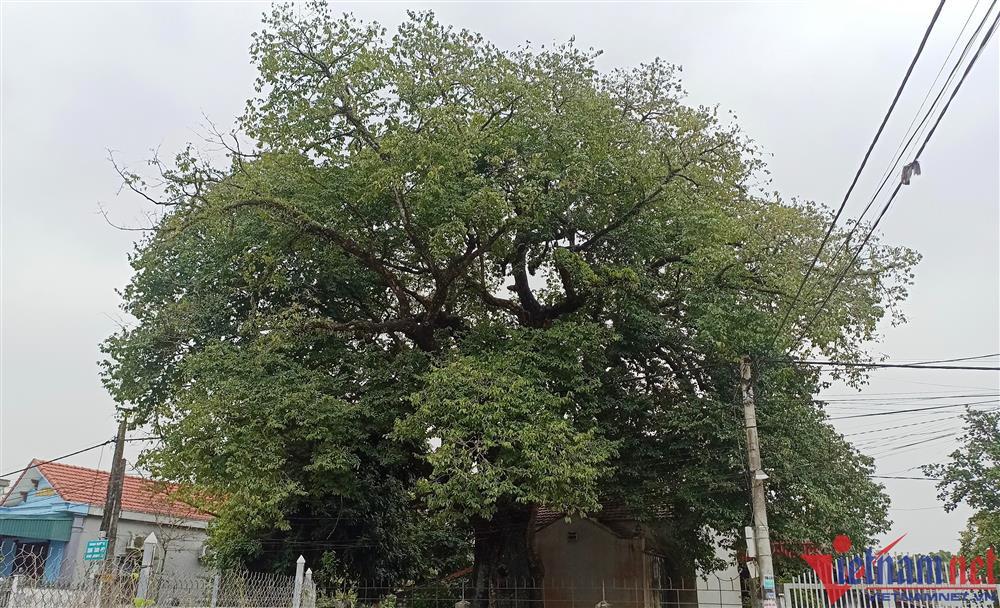 Cây thị hơn 700 tuổi ở Ninh Bình được cả làng bảo vệ, coi như báu vật-5