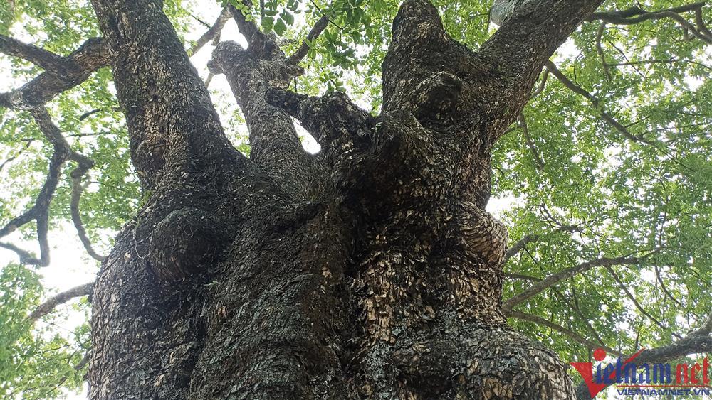 Cây thị hơn 700 tuổi ở Ninh Bình được cả làng bảo vệ, coi như báu vật-3