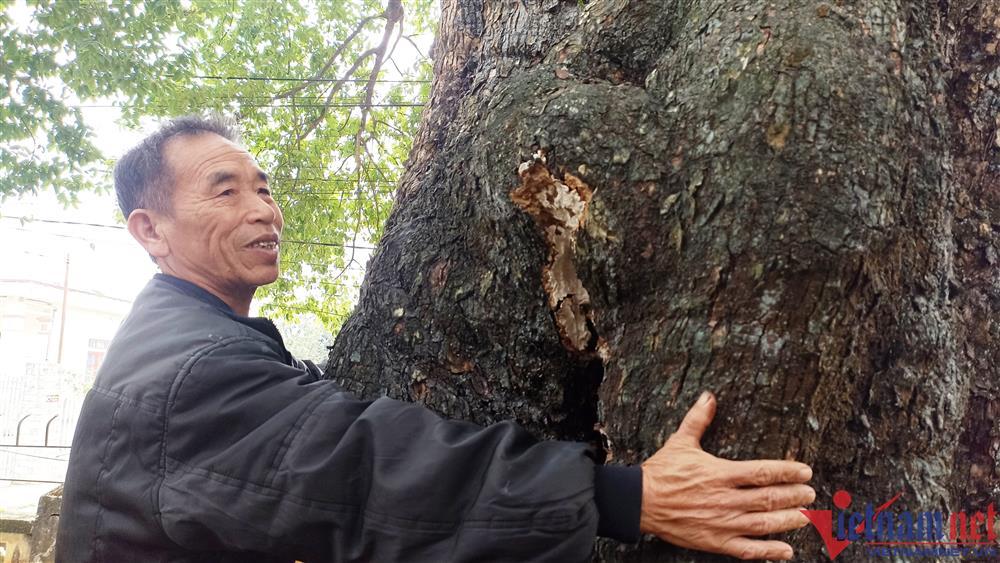 Cây thị hơn 700 tuổi ở Ninh Bình được cả làng bảo vệ, coi như báu vật-2