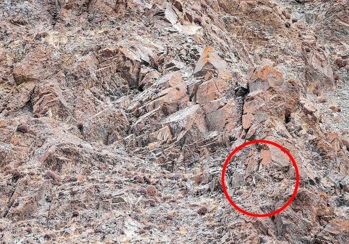 Bức ảnh gây sốt vì người xem căng mắt không tìm ra báo tuyết-2