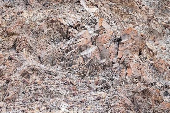 Bức ảnh gây sốt vì người xem căng mắt không tìm ra báo tuyết