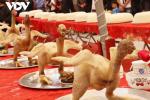 Độc đáo phong tục lễ xôi - gà nhập đình cho đàn ông ở Bắc Ninh