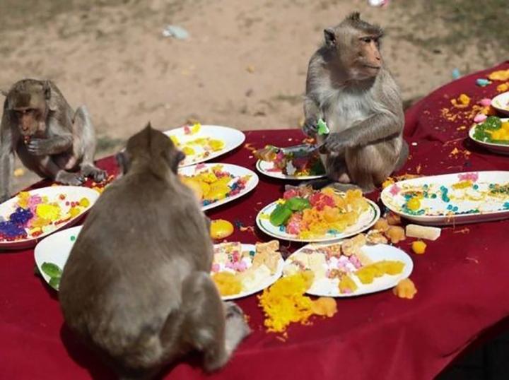 Độc lạ Thái Lan: Lễ hội buffet siêu to khổng lồ dành cho… khỉ-2
