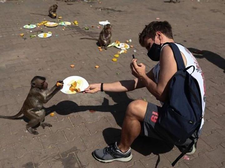 Độc lạ Thái Lan: Lễ hội buffet siêu to khổng lồ dành cho… khỉ-3