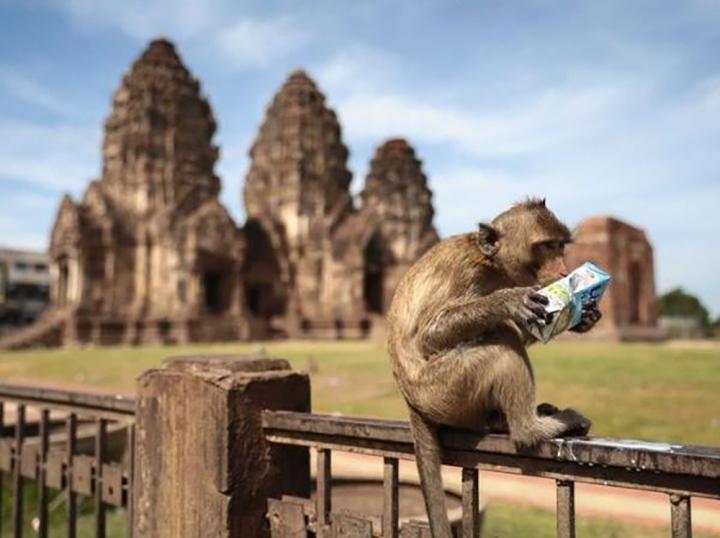 Độc lạ Thái Lan: Lễ hội buffet siêu to khổng lồ dành cho… khỉ-4