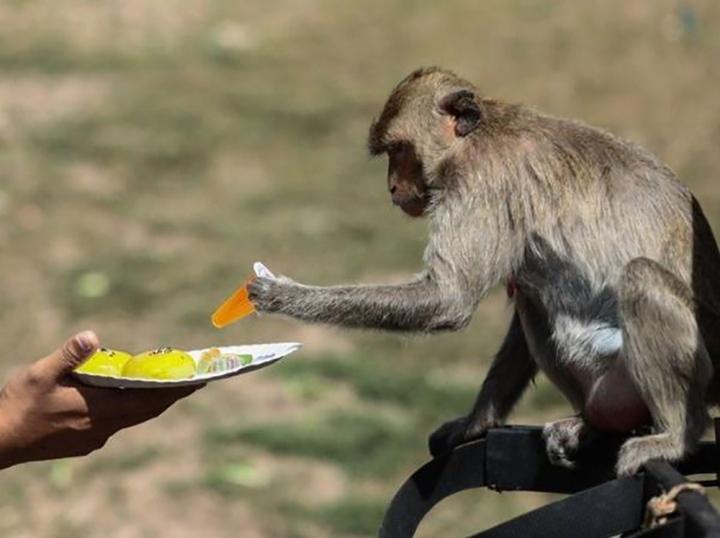 Độc lạ Thái Lan: Lễ hội buffet siêu to khổng lồ dành cho… khỉ-5