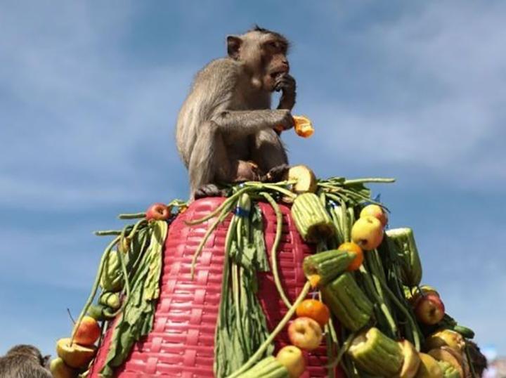 Độc lạ Thái Lan: Lễ hội buffet siêu to khổng lồ dành cho… khỉ-6