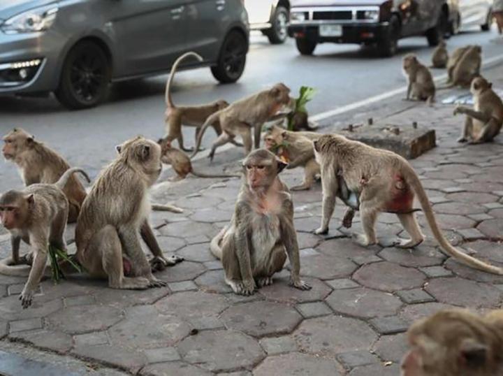 Độc lạ Thái Lan: Lễ hội buffet siêu to khổng lồ dành cho… khỉ-7