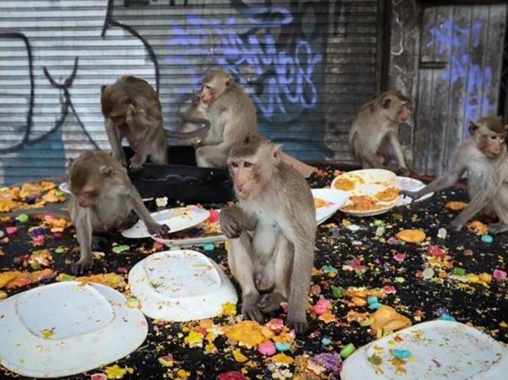 Độc lạ Thái Lan: Lễ hội buffet siêu to khổng lồ dành cho… khỉ-8