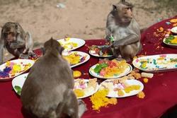 Độc lạ Thái Lan: Lễ hội buffet 'siêu to khổng lồ' dành cho… khỉ