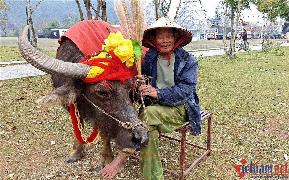Du khách thích thú nghề mẫu ảnh của trâu tại Cố đô Hoa Lư-1