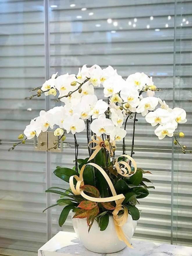 Trong nhà có 4 chậu hoa này tay không hái ra tiền-3