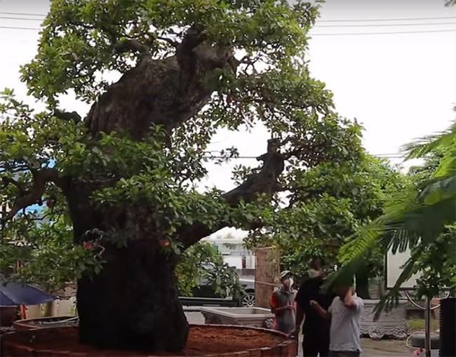 Mãn nhãn siêu cây 120 tỷ, đại gia bán chỉ để vui cửa vui nhà-3