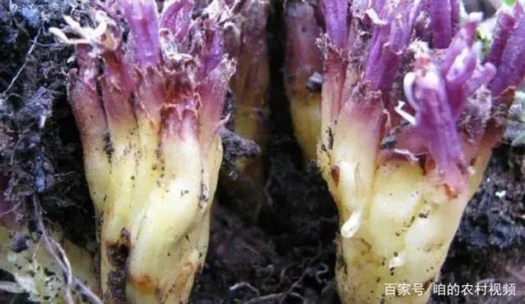 Lên núi thấy thứ này nhớ hái ngay, 1 cân giá tới vài triệu-1