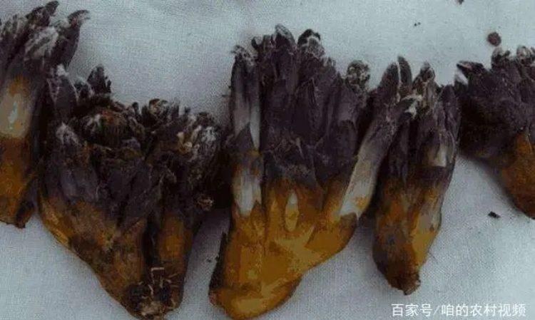 Lên núi thấy thứ này nhớ hái ngay, 1 cân giá tới vài triệu-2