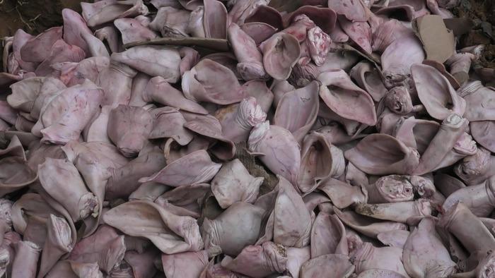 Thu giữ và tiêu hủy hơn 1,5 tấn tai lợn không rõ nguồn gốc-1