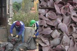 Thu giữ và tiêu hủy hơn 1,5 tấn tai lợn không rõ nguồn gốc
