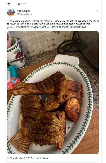 Cá koi yêu quý bị bố mẹ chiên giòn, nghe lý do chỉ biết câm nín-2