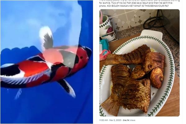 Xuất hiện hồ cá koi 12.000 con mở miễn phí ở Hà Nội, du khách kéo tới check-in-7