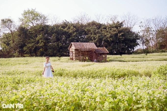 Khách đổ xô chụp ảnh cánh đồng tam giác mạch trái mùa ở Hà Nội-3