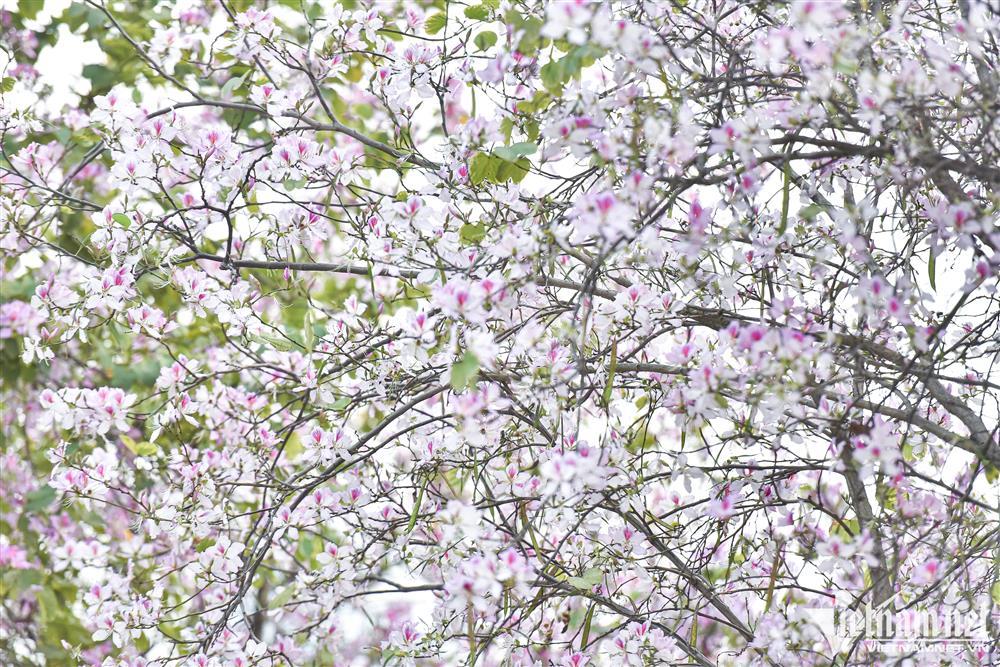 Hoa ban phủ tím góc công viên Hà Nội, cảnh đẹp ngỡ ngàng như trời Âu-1